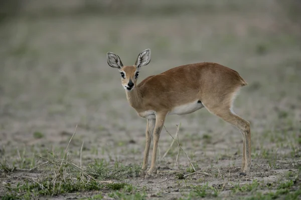 Steinbuck raphicerus campestris — ストック写真