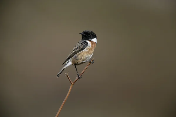 Stonechat, Saxicola torquata — Stock Photo, Image