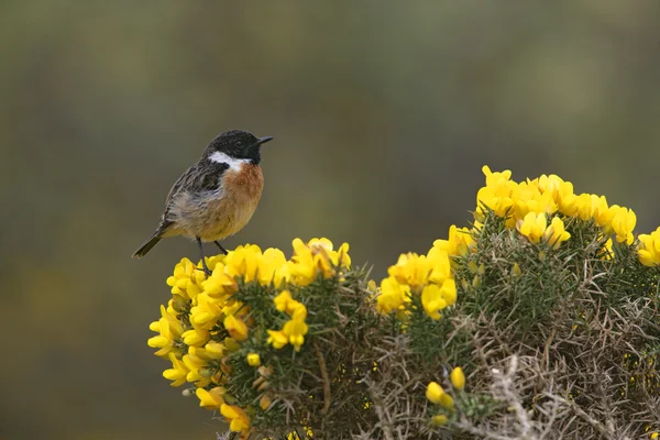 Stonechat, Saxicola torquata — Stock Photo, Image