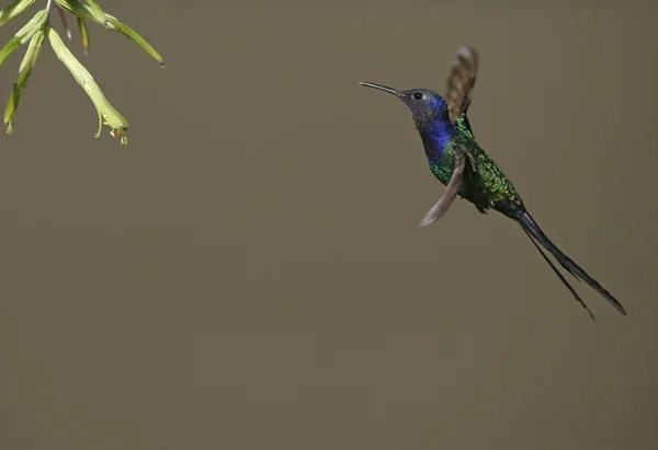 Ласточкохвостая колибри, Eupetomena macroura — стоковое фото