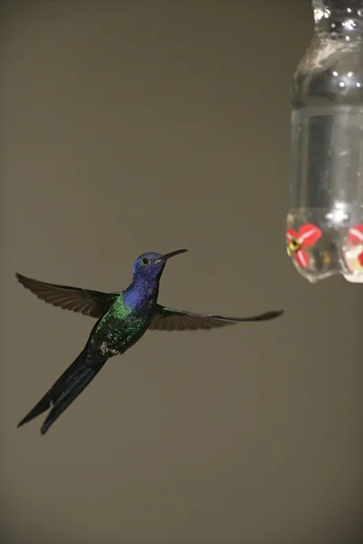 Swallow-tailed kolibřík, eupetomena macroura — Stock fotografie