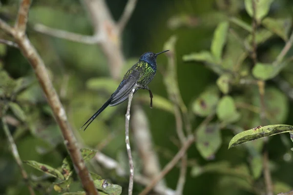 Swallow-Tailed sinekkuşu, eupetomena macroura — Stok fotoğraf