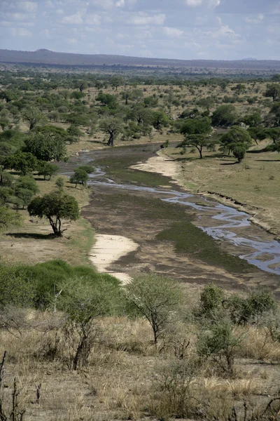 Tarangire, — Foto de Stock