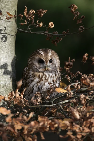 Kattugglan, strix aluco, — Stockfoto