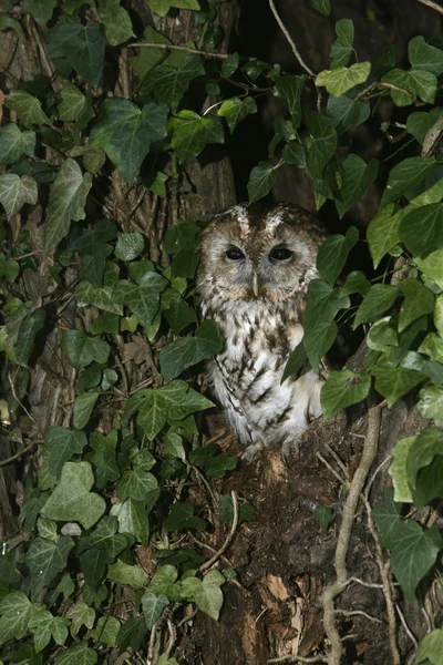 Tawny owl, Strix aluco, — Stock Photo, Image