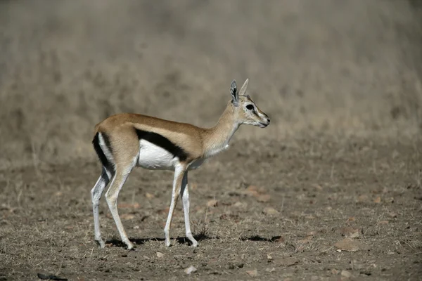 Thomson-gazelle, gazella thomsonii, — Stockfoto