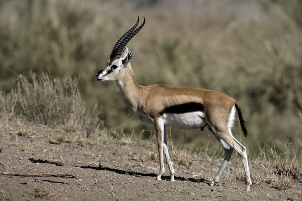 La gacela de Thomson, Gazella thomsonii , — Foto de Stock