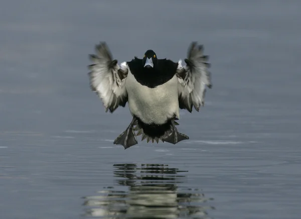 Tufted duck, Aythya fuligula — Stock Photo, Image