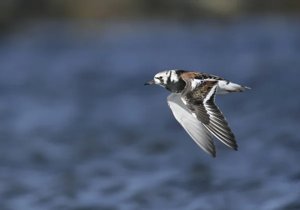 Turnstone, Arenaria interpres, — Zdjęcie stockowe