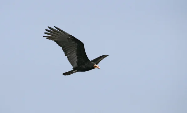 Hindi akbabası, cathartes aura — Stok fotoğraf