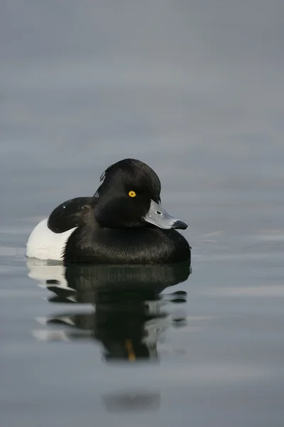 Büschelente, Aythya fuligula — Stockfoto