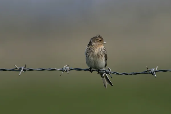 Twite，黄雀 flavirostris — 图库照片