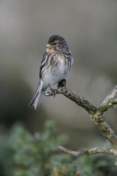 Pardillo piquigualdo, carduelis flavirostris —  Fotos de Stock