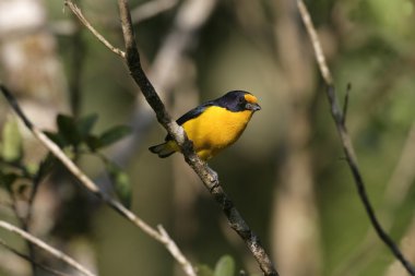 menekse euphonia, euphonia violacea