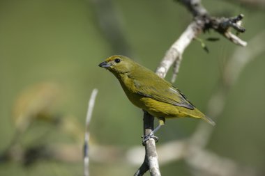 menekse euphonia, euphonia violacea