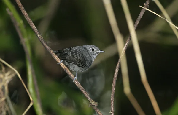 Unicolored antwren, myrmotherula tek renkli — Stok fotoğraf