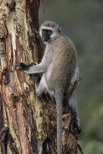 Vervet ou macaco verde, Chlorocebus pygerythrus — Fotografia de Stock