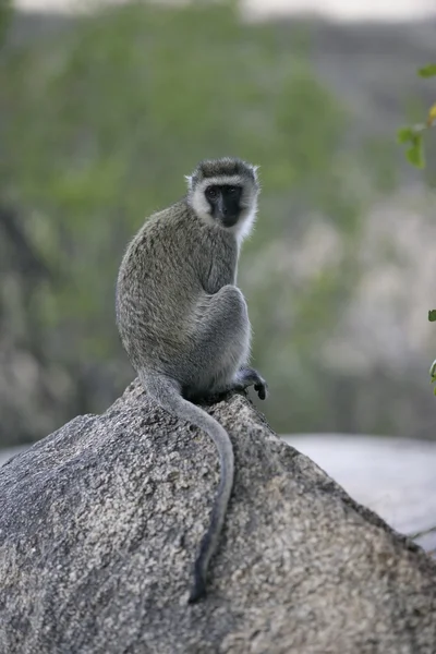 Vervet ou macaco verde, Chlorocebus pygerythrus — Fotografia de Stock