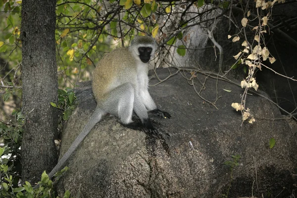 Vervet o scimmia verde, Chlorocebus pygerythrus — Foto Stock