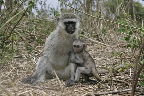 Vervet o scimmia verde, Chlorocebus pygerythrus — Foto Stock