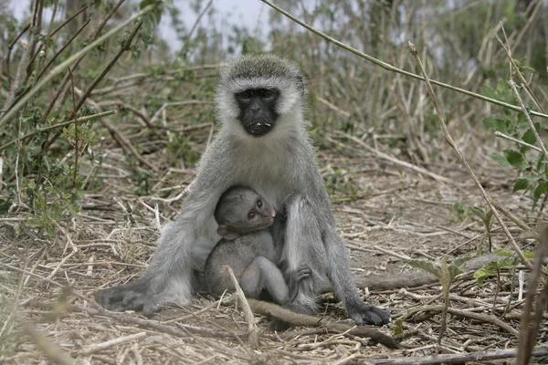 Vervet o mono verde, Chlorocebus pygerythrus —  Fotos de Stock