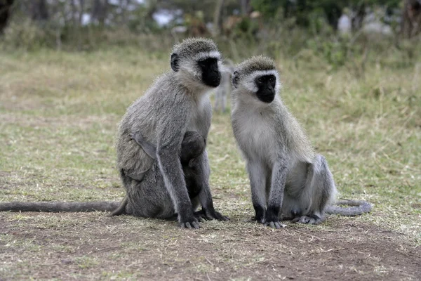 Grüner Affe, Chlorocebus pygerythrus — Stockfoto