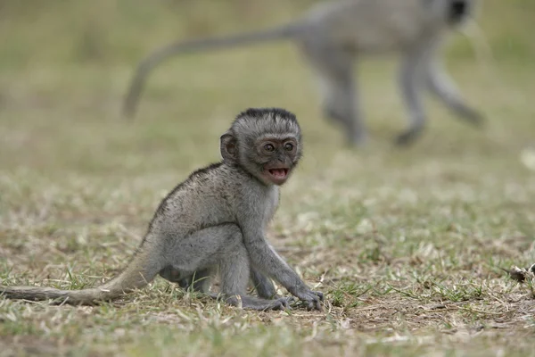 Vervet ou macaco verde, Chlorocebus pygerythrus — Fotografia de Stock