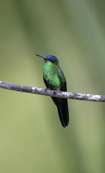 Veilchenblättrige Waldnymphe, Thalurania glaucopis — Stockfoto