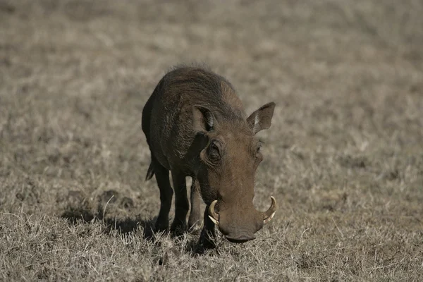 Warthog, Phacochoerus aethiopicus — Stock Photo, Image