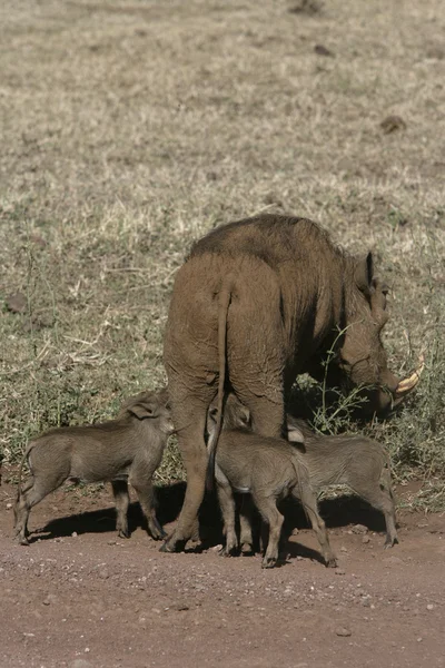 Warthog, Phacochoerus aethiopicus — Stock fotografie