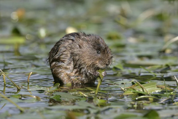 Water vole, Arvicola terrestris — Stock Photo, Image