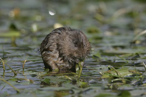 Víz pocok, Avicola terrestris — Stock Fotó