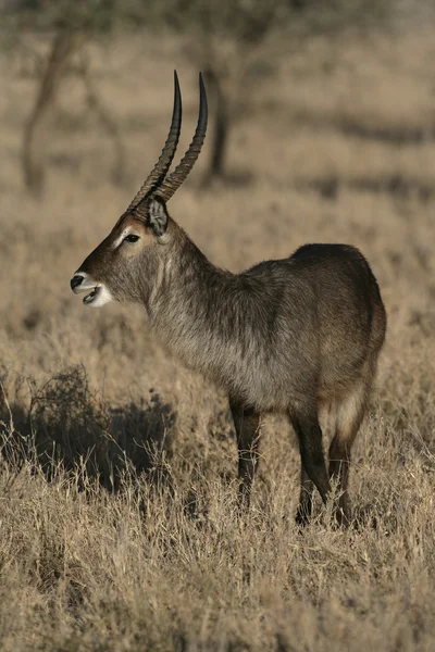 Kobus ellipsiprymnus, kobus ellipsipymaus, — Foto de Stock