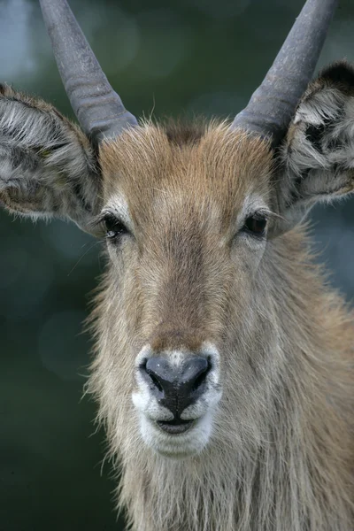 Waterbuck, Kobus ellipsipymaus, — Stock Photo, Image