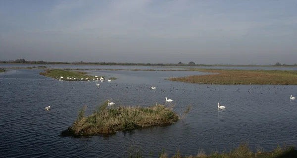Welney, Wildfowl and Wetlands Trust reserve — Stock Photo, Image