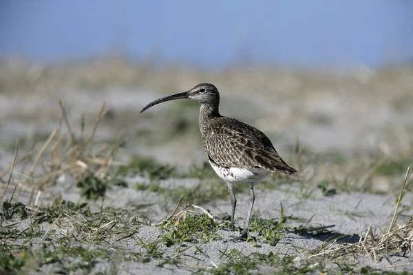 Regenbrachvogel, numenius phaeopus — Stockfoto