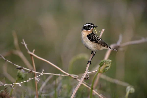 Tarabilla norteña, saxicola rubetra —  Fotos de Stock