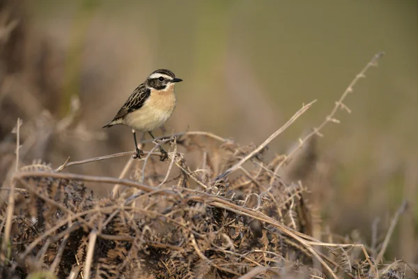 Tarabilla norteña, saxicola rubetra — Foto de Stock