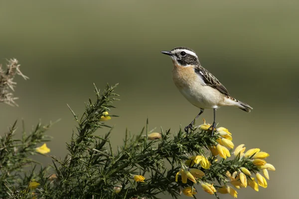 Tarabilla norteña, saxicola rubetra —  Fotos de Stock