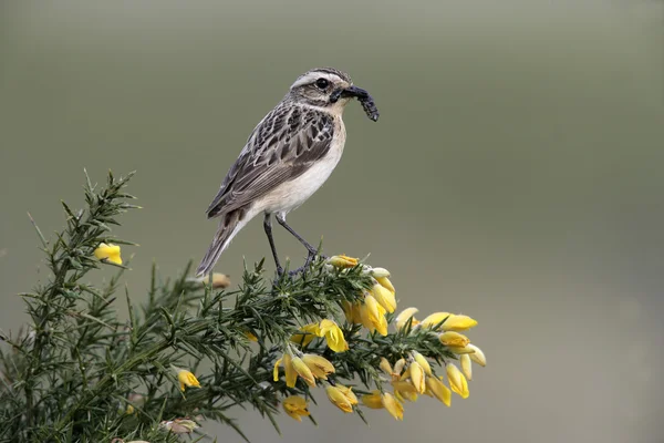 Whinchat, Saxicola rubetra — 스톡 사진