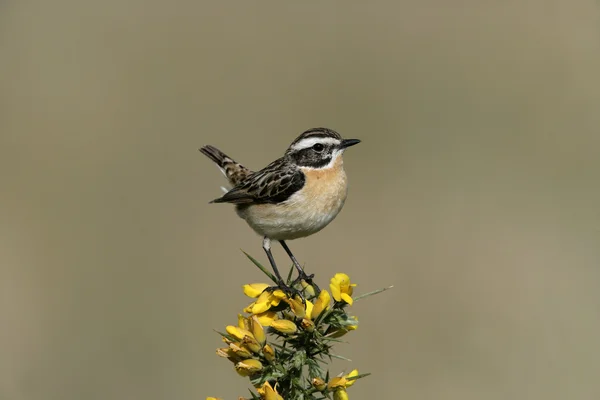 Whinchat, Saxicola rubetra — 스톡 사진