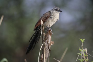 Beyaz kaşlı coucal, centropus superciliosus