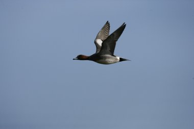 Wigeon, Anas penelope