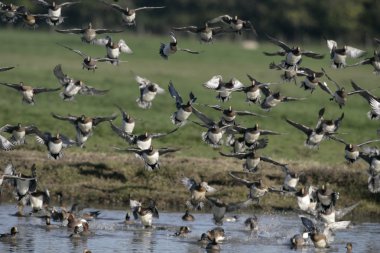 Wigeon, Anas penelope