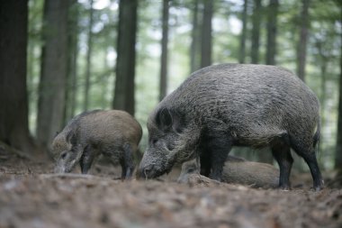 Yaban domuzu, Sus Scrofa