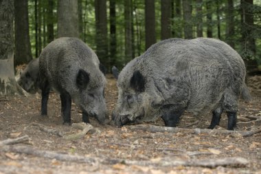 Yaban domuzu, Sus Scrofa