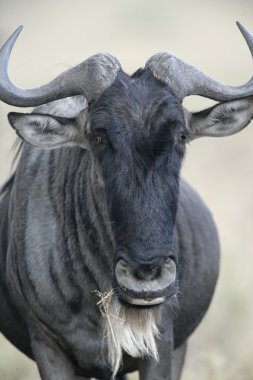 Manda, connochaetes taurinus