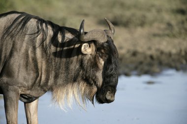 Manda, connochaetes taurinus