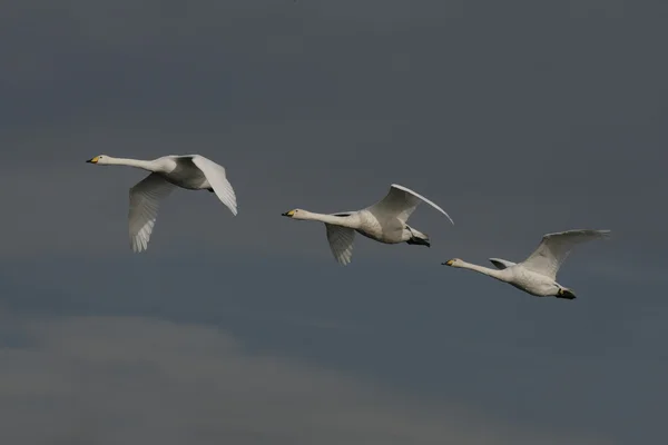 Énekes hattyú, (Cygnus Cygnus) — Stock Fotó