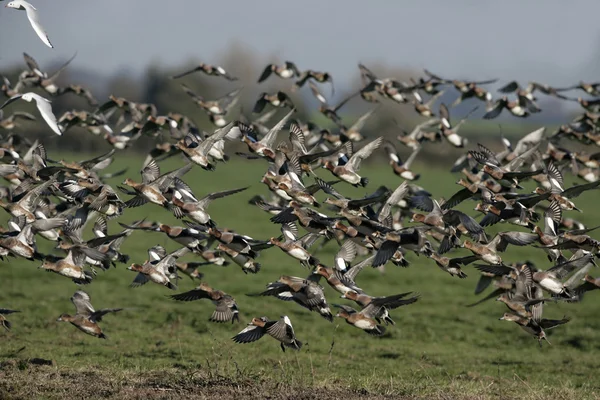 Wigeon, Anas penelope — Stock Photo, Image